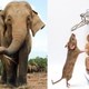 Illustration for article titled This Is Why a Mouses Sperm Is Longer Than an Elephants Sperm